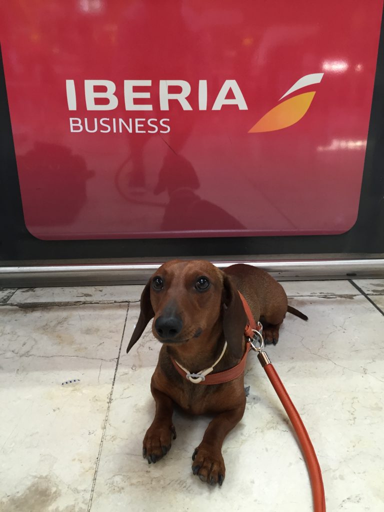 Iberia Business