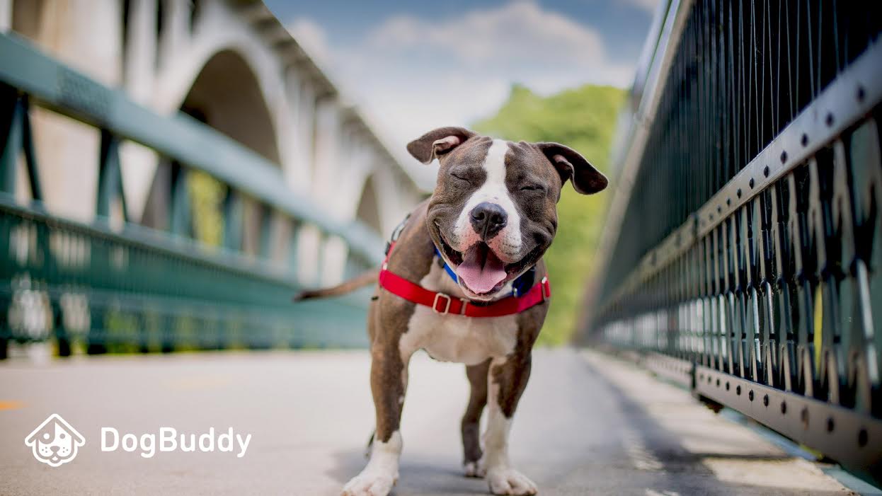 DogBuddy: encuentra dog sitter para tu mejor amigo