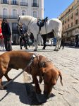 Perro en la Puerta del Sol
