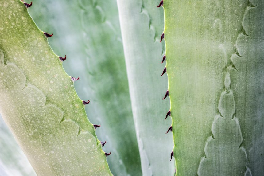 Aloe Vera Orgánico: indispensable para los terrícolas