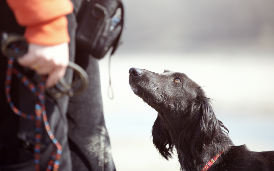 Educador Canino: un perro también necesita recibir educación