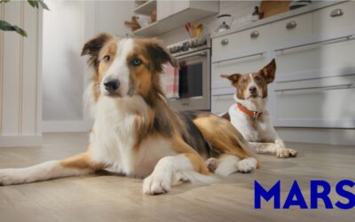 Mars Petcare lanza herramienta para medir la salud y el bienestar de los perros