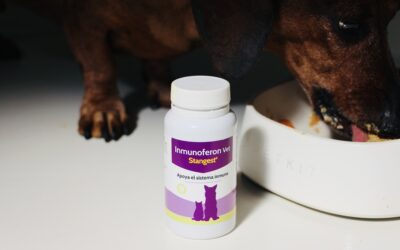 Inmunoferon Vet®: suplemento innovador que fortalece el sistema inmune de perros y gatos